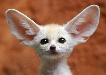 Fennec